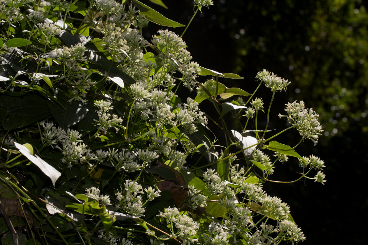 Mikania sp. Mikania sp.