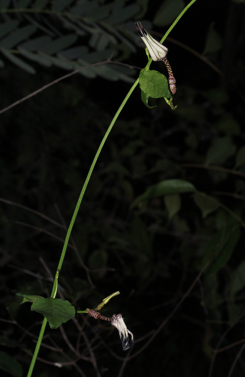Ceropegia arenarioides