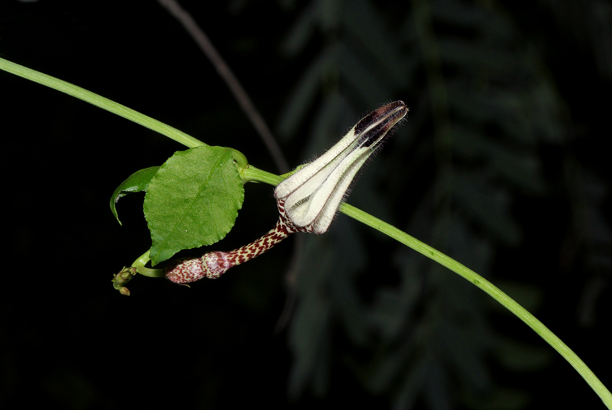 Ceropegia arenarioides