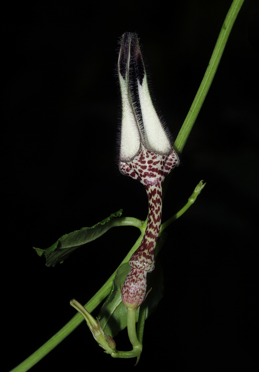 Ceropegia arenarioides