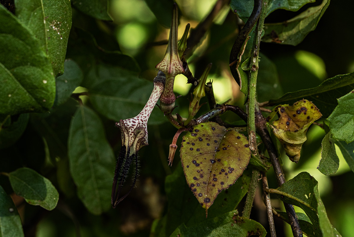 Ceropegia arenarioides