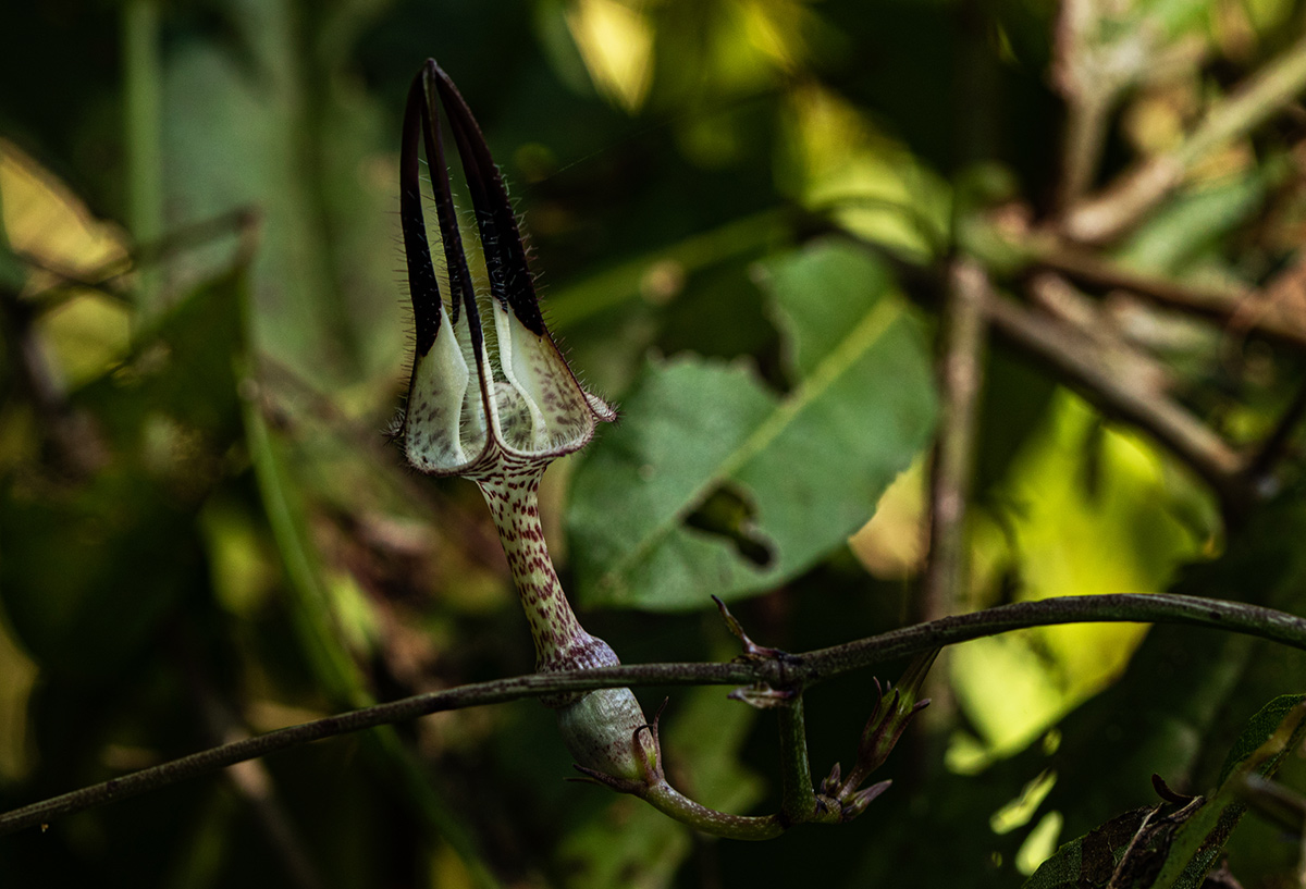 Ceropegia arenarioides