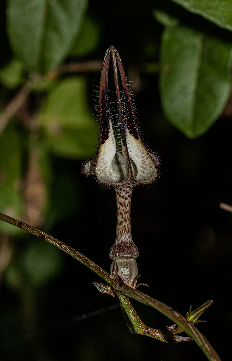 Ceropegia arenarioides