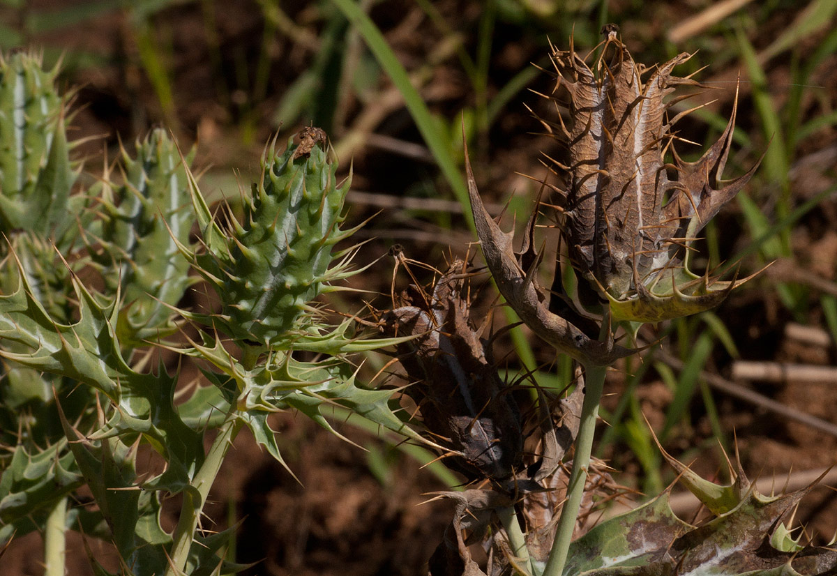 Argemone ochroleuca subsp. ochroleuca