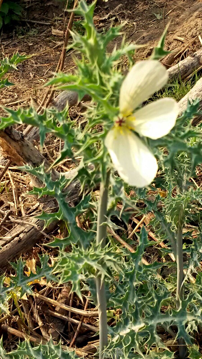 Argemone ochroleuca subsp. ochroleuca