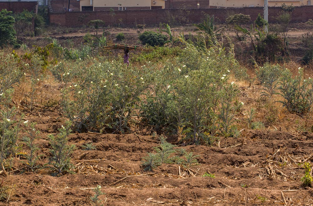 Argemone ochroleuca subsp. ochroleuca