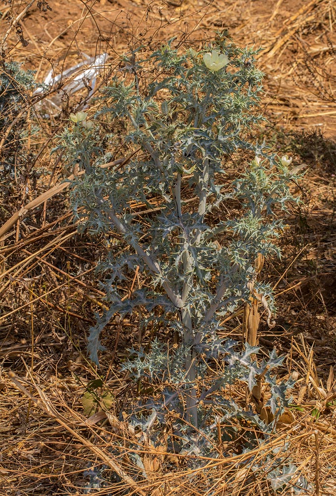 Argemone ochroleuca subsp. ochroleuca