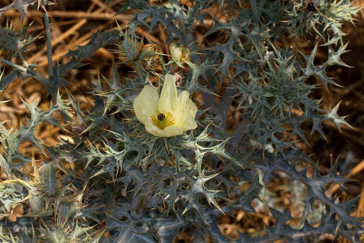 Argemone ochroleuca subsp. ochroleuca