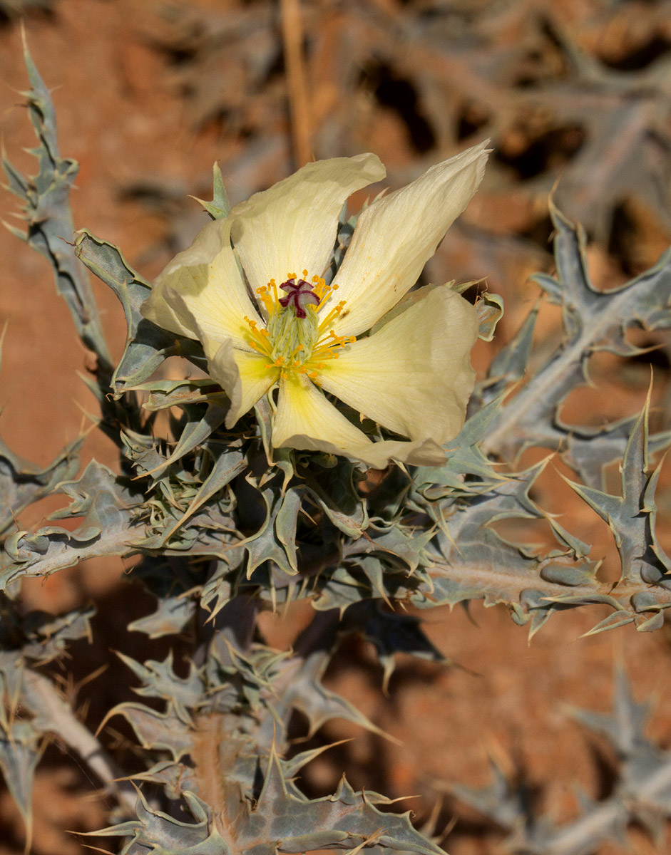 Argemone ochroleuca subsp. ochroleuca