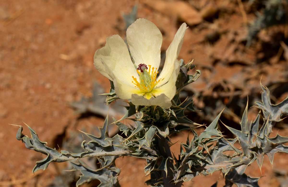 Argemone ochroleuca subsp. ochroleuca