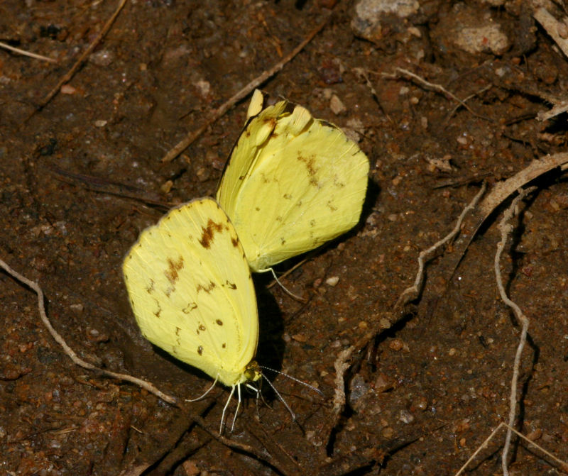 Eurema desjardinsii