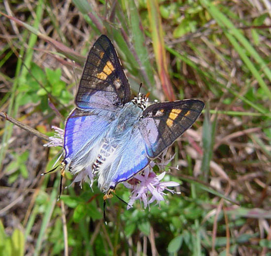 Cigaritis natalensis