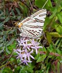 Cigaritis natalensis