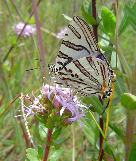 Cigaritis natalensis