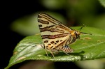 Cigaritis natalensis