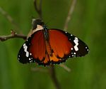 Danaus chrysippus