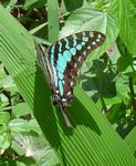 Graphium antheus