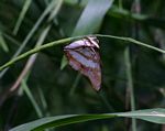 Charaxes zoolina