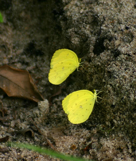 Eurema hecabe