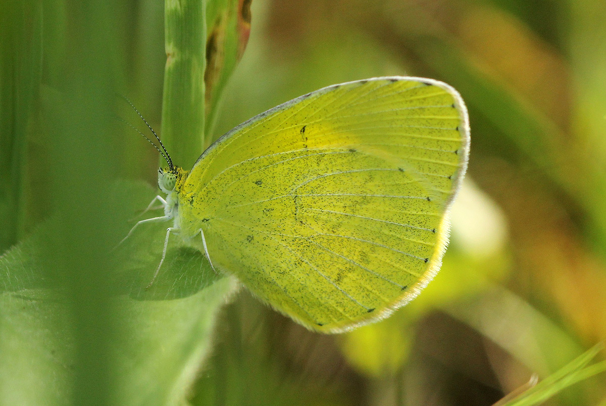 Eurema hecabe