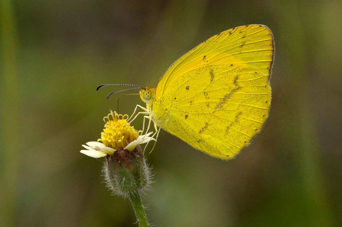 Eurema hecabe
