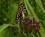 Papilio demodocus