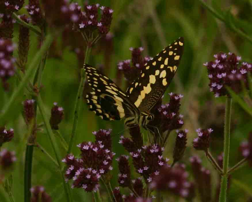Papilio demodocus