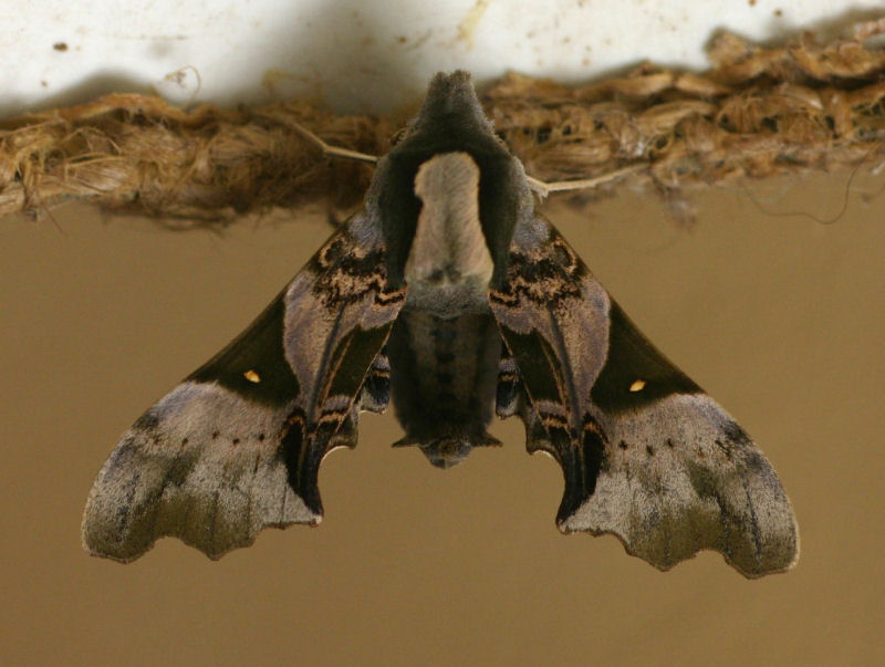 Odontosida magnifica