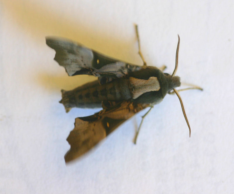 Odontosida magnifica