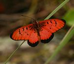 Acraea aglaonice