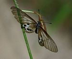 Acraea cuva