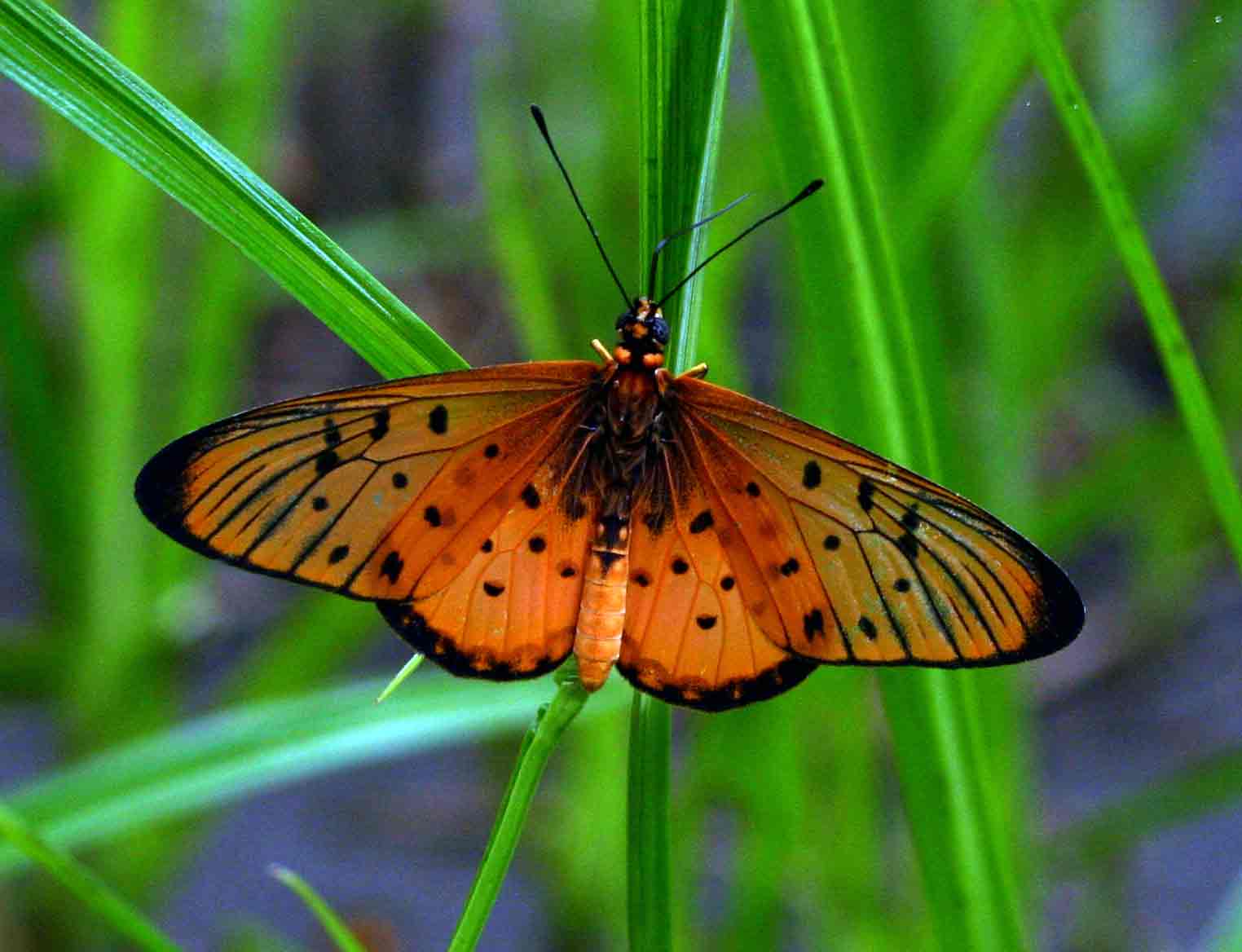 Acraea oncaea