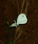 Leptosia alcesta