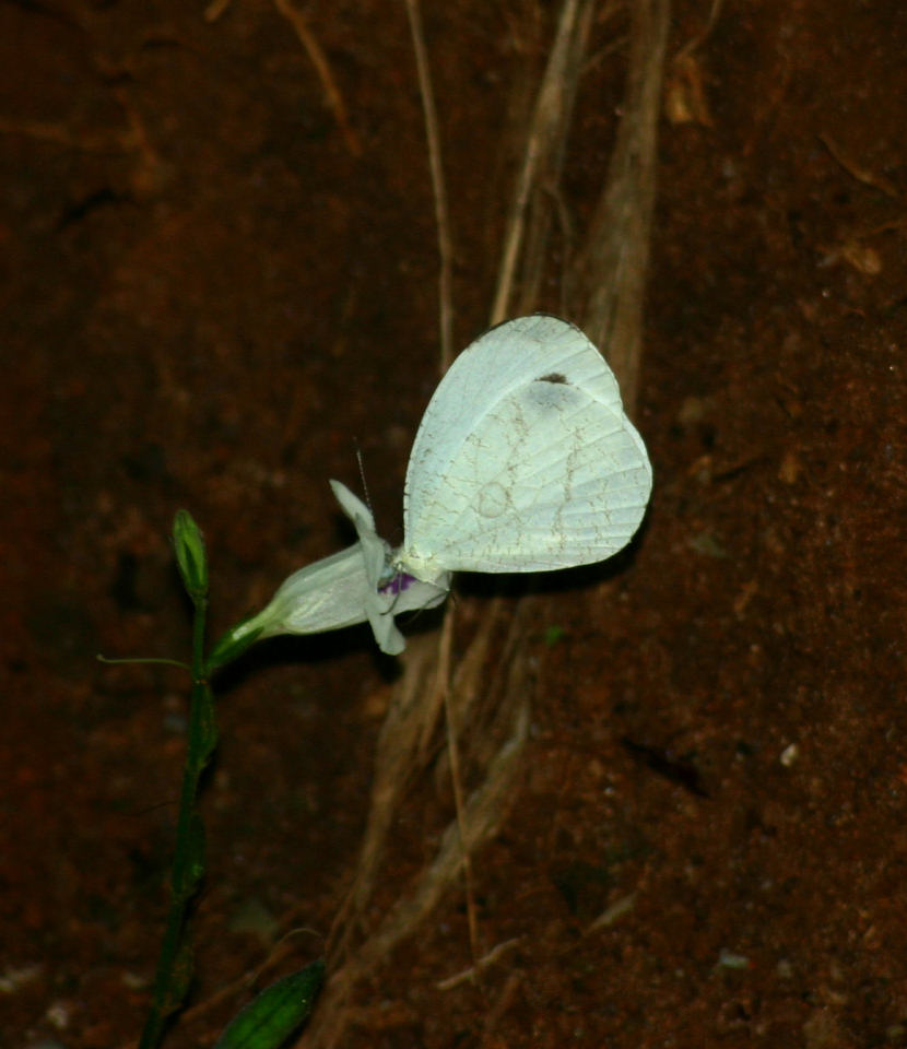 Leptosia alcesta