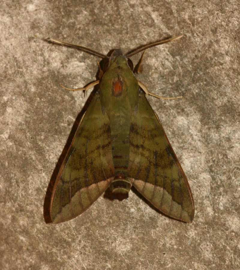 Nephele comma
