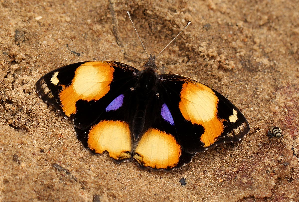 Junonia hierta