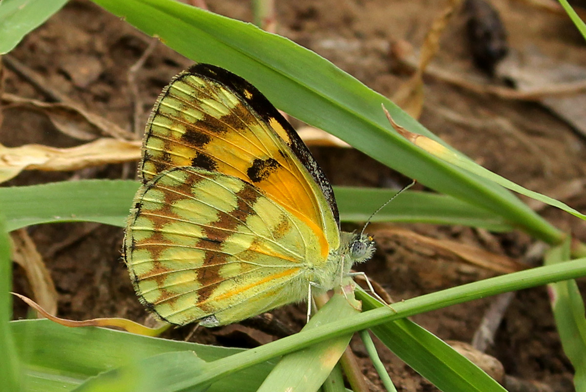 Colotis vesta
