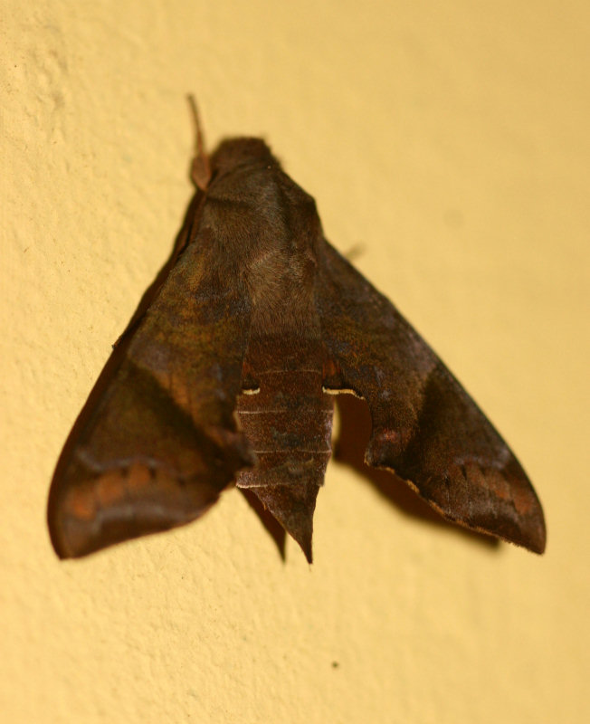 Temnora marginata
