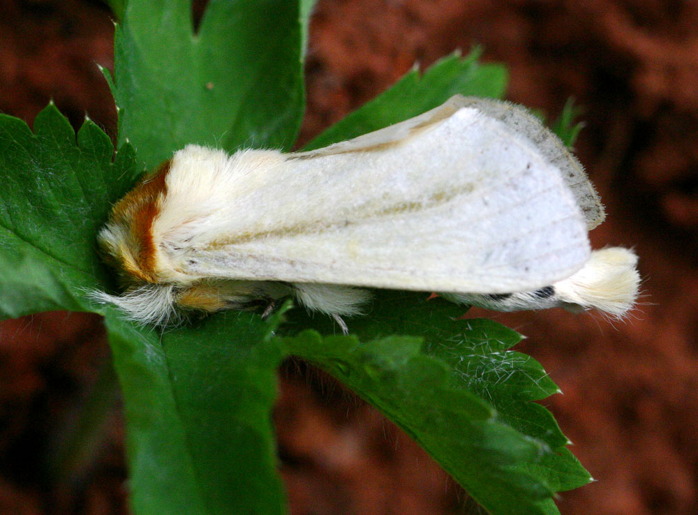 Antheua simplex