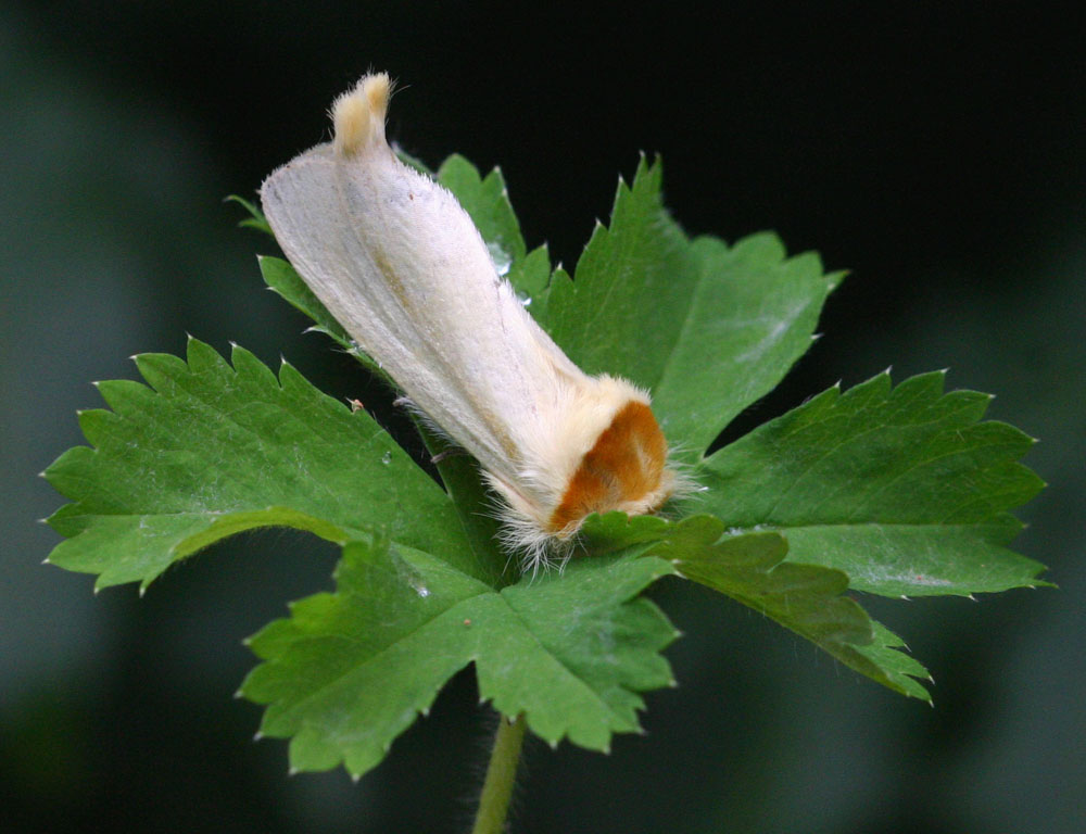 Antheua simplex