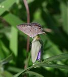 Euchrysops malathana