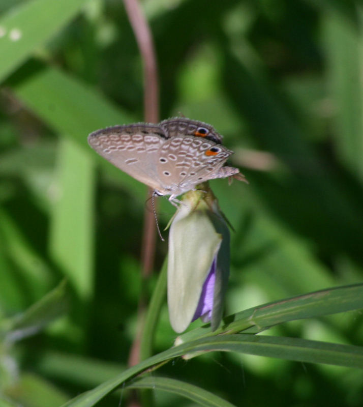 Euchrysops malathana