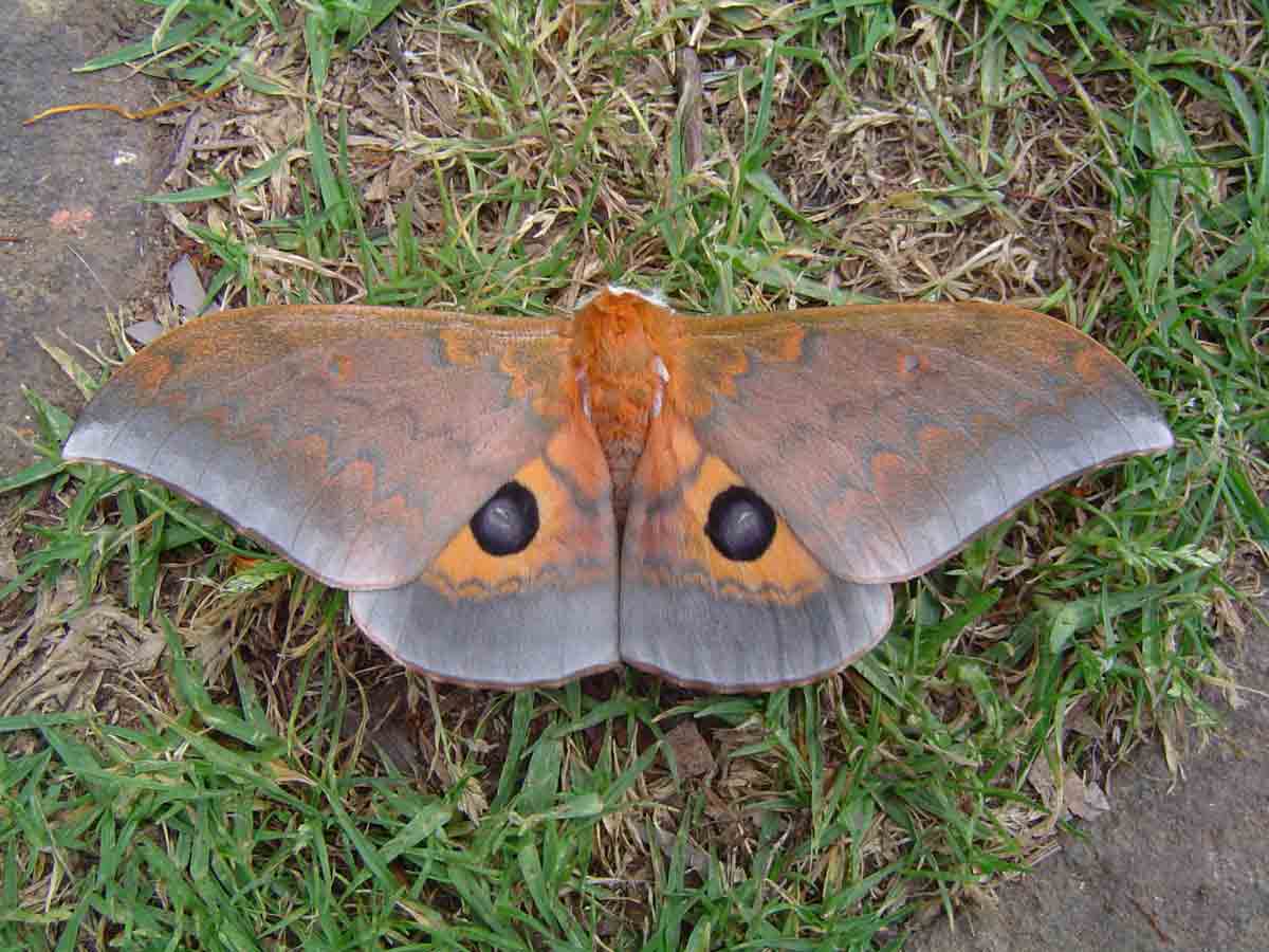 Pseudobunaea tyrrhena