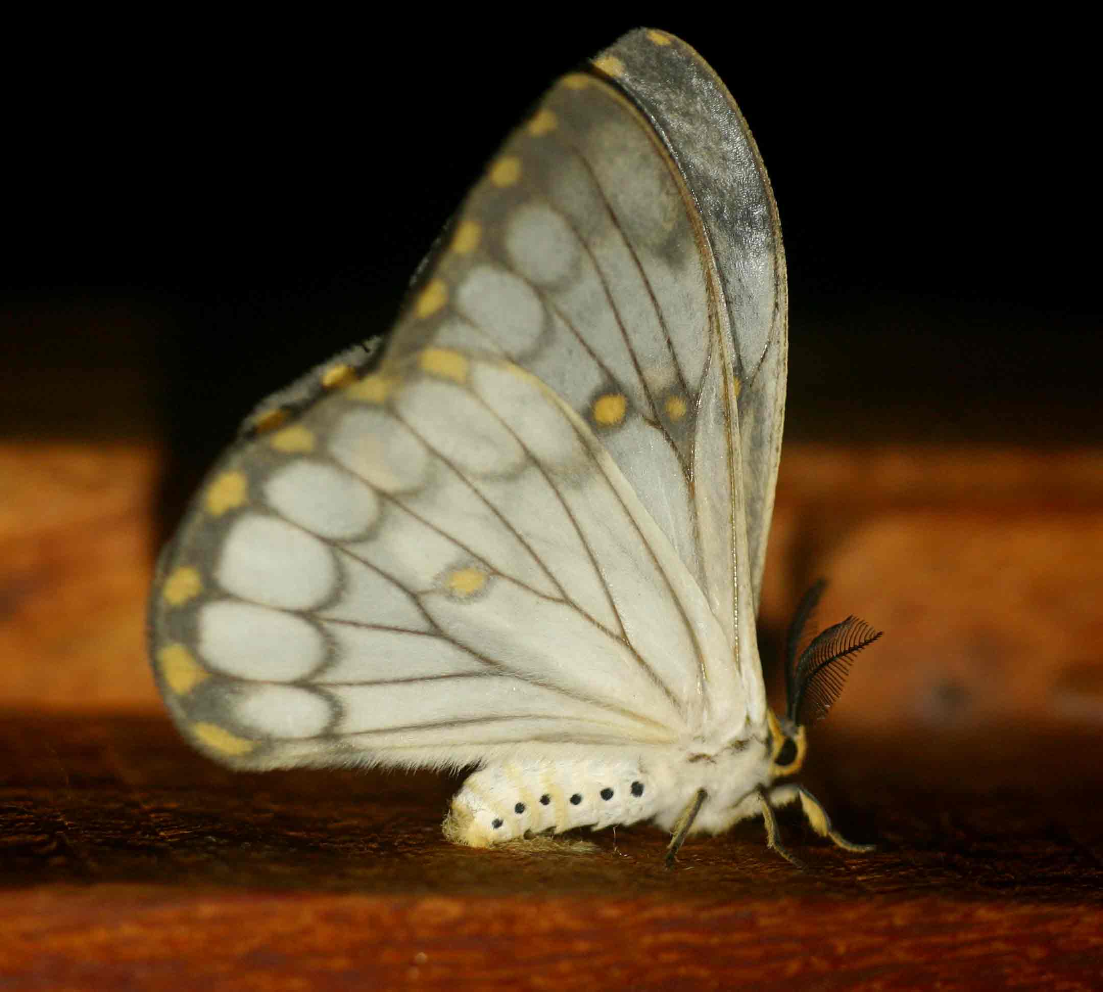 Pseudaphelia apollinaris