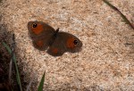 Stygionympha wichgrafi