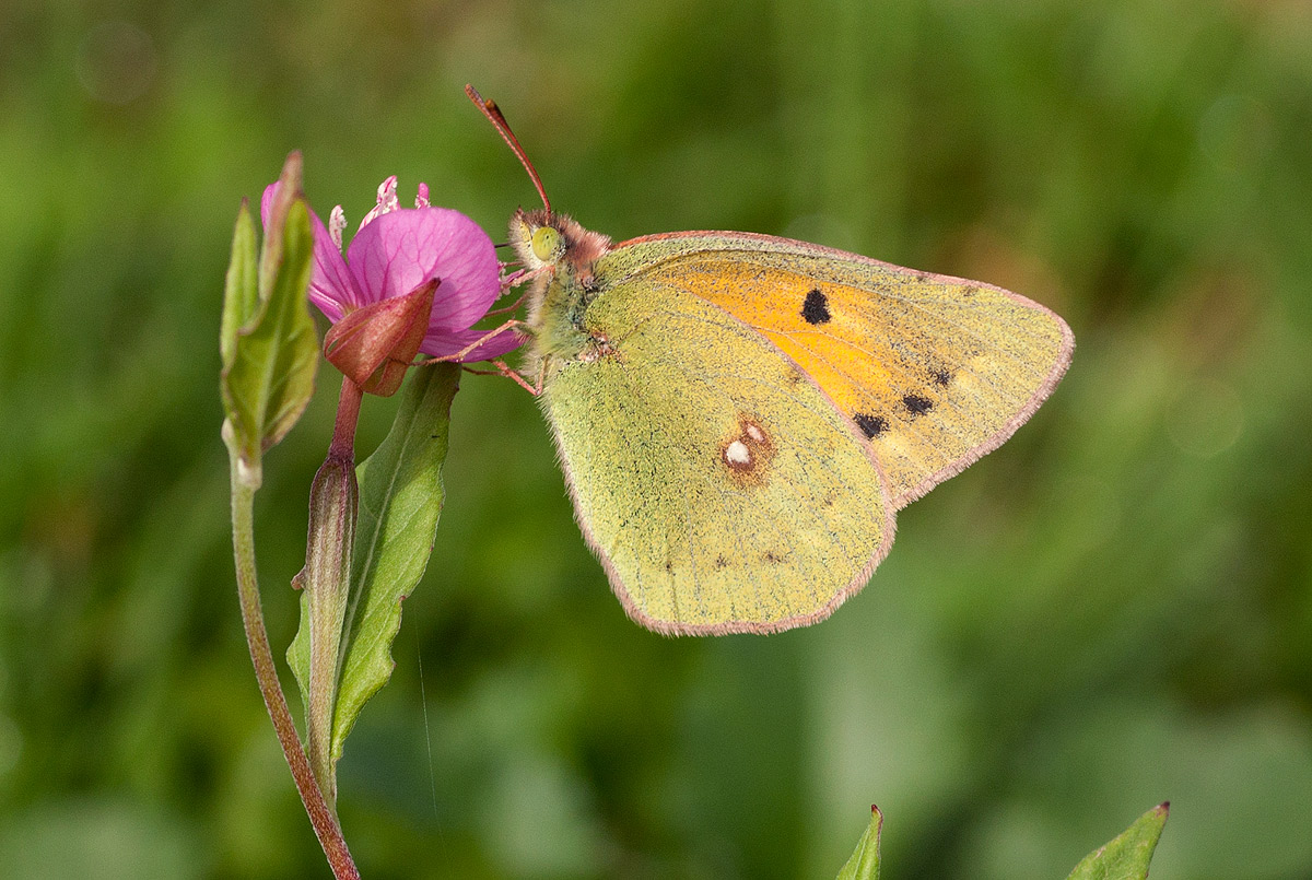 Colias electo
