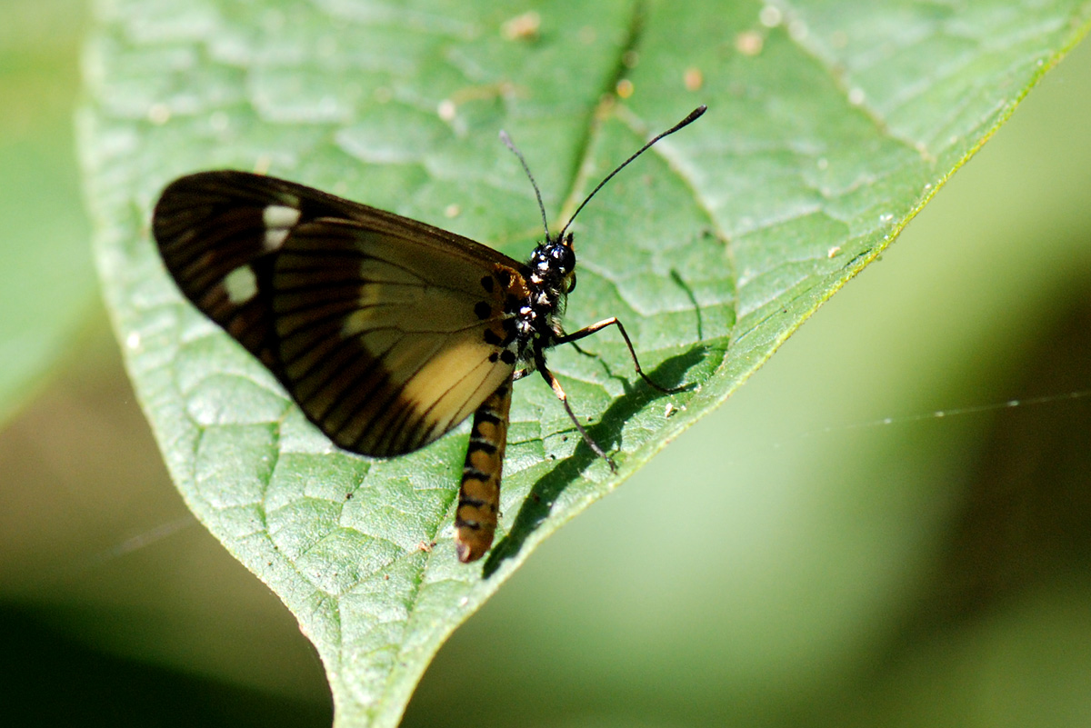 Acraea johnstoni