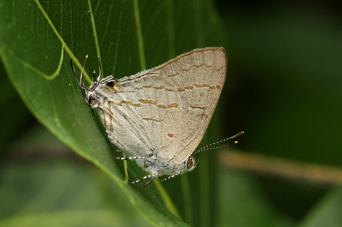 Hypolycaena philippus