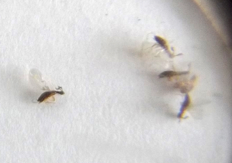 Alfonsiella binghami