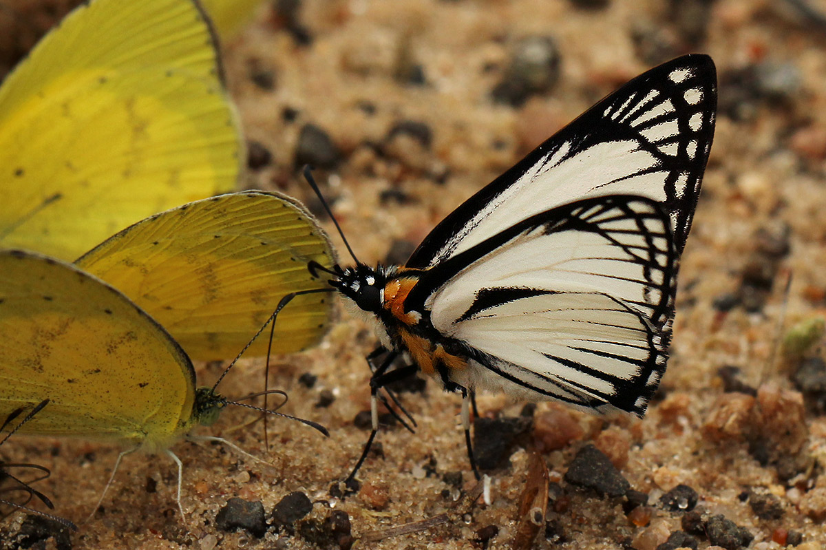 Leucochitonea levubu